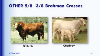 OTHER 5/8 3/8 Brahman Crosses
MLBibat 2020 35
Simbrah Charbray
 