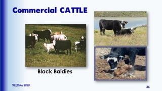 Commercial CATTLE
MLBibat 2020
36
Black Baldies
 