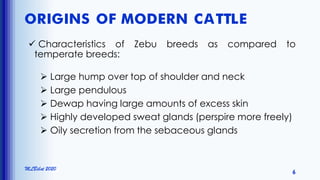 ORIGINS OF MODERN CATTLE
 Characteristics of Zebu breeds as compared to
temperate breeds:
 Large hump over top of shoulder and neck
 Large pendulous
 Dewap having large amounts of excess skin
 Highly developed sweat glands (perspire more freely)
 Oily secretion from the sebaceous glands
MLBibat 2020
6
 