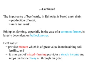 Beef Cattle production and management system | PPTX