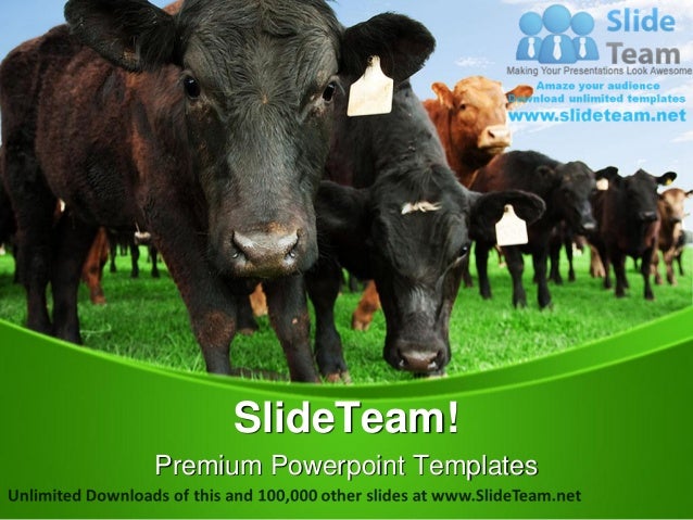 beef cattle on farm animals power point templates themes and backgrou