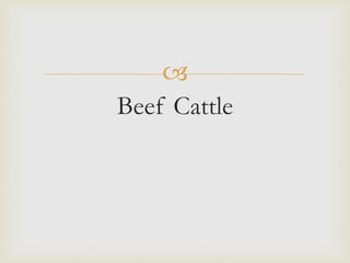 
Beef Cattle
 