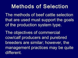 Beef cattleselection | PPT