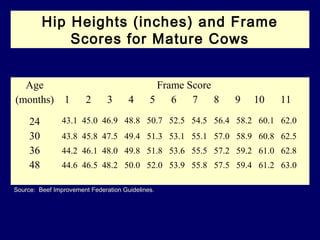 Beef cattleselection | PPT