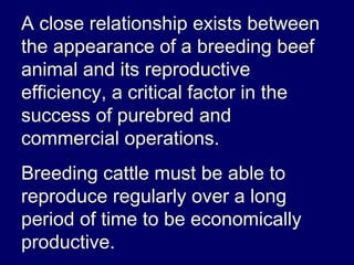 Beef cattleselection
