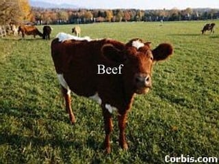 Beef
 