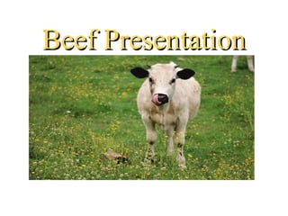 Beef Presentation
 