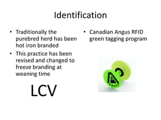 Identification
• Traditionally the
purebred herd has been
hot iron branded
• This practice has been
revised and changed to
freeze branding at
weaning time
LCV
• Canadian Angus RFID
green tagging program
 