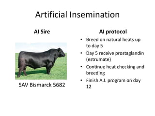 Artificial Insemination
AI Sire
SAV Bismarck 5682
AI protocol
• Breed on natural heats up
to day 5
• Day 5 receive prostaglandin
(estrumate)
• Continue heat checking and
breeding
• Finish A.I. program on day
12
 