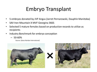 Embryo Transplant
• 5 embryos donated by JVP Angus (Jarret Pernarowski, Dauphin Manitoba)
• SAV Iron Mountain X MVF Georgina 366S
• Selected 5 mature females based on production records to utilize as
recipients
• Industry Benchmark for embryo conception
– 50-60%
Source: (Davis-Rairdan International)
 