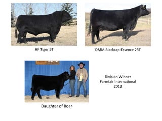 Daughter of Roar
HF Tiger 5T DMM Blackcap Essence 23T
Division Winner
Farmfair International
2012
 