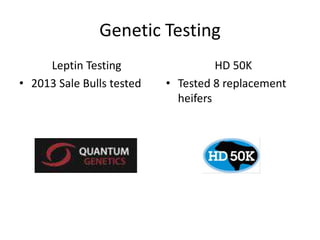 Genetic Testing
Leptin Testing
• 2013 Sale Bulls tested
HD 50K
• Tested 8 replacement
heifers
 
