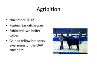 Agribition
• November 2012
• Regina, Saskatchewan
• Exhibited two heifer
calves
• Gained fellow breeders
awareness of the OAV
cow herd
 