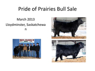 Pride of Prairies Bull Sale
March 2013
Lloydminster, Saskatchewa
n
 
