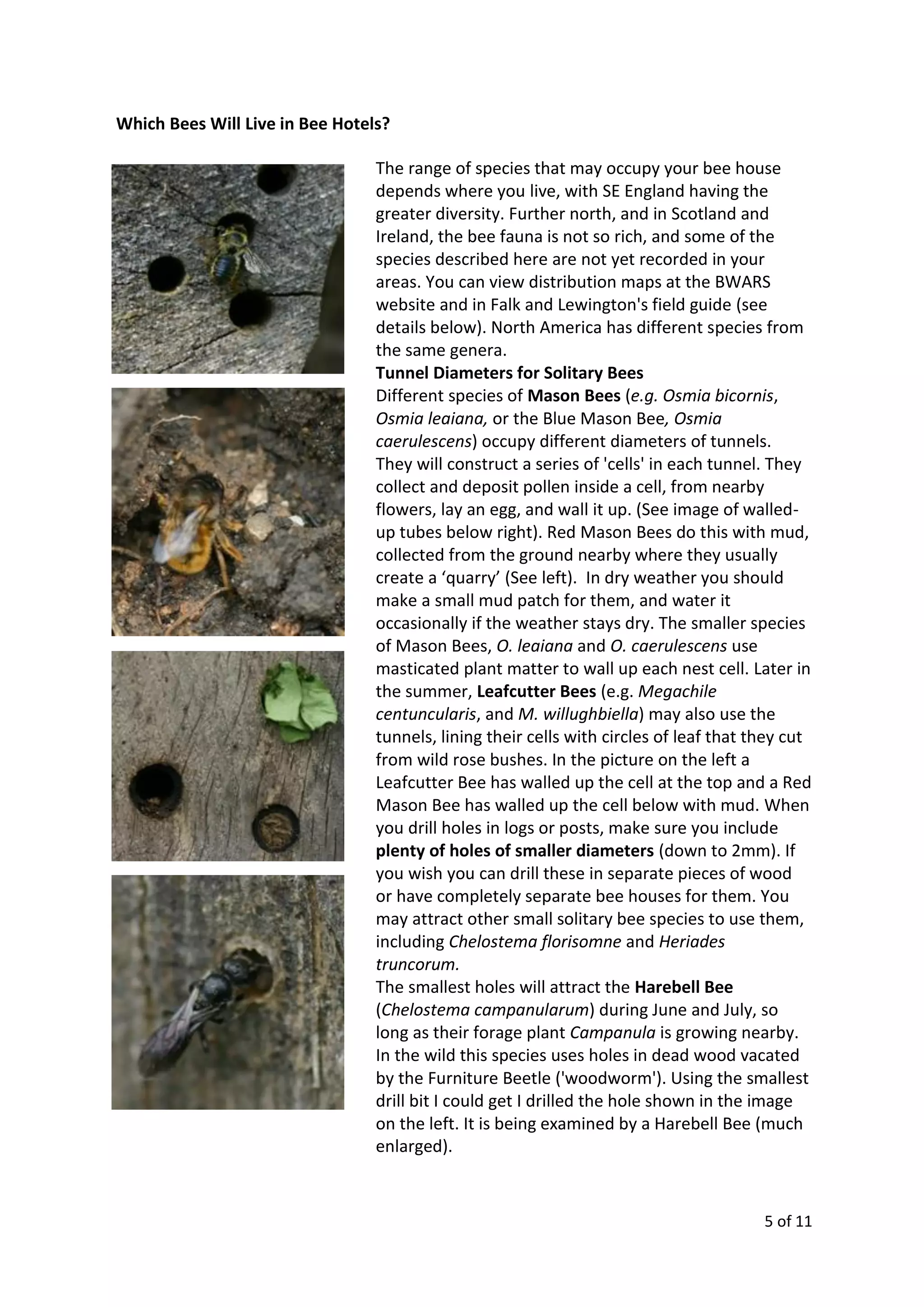 5 of 11
Which Bees Will Live in Bee Hotels?
The range of species that may occupy your bee house
depends where you live, with SE England having the
greater diversity. Further north, and in Scotland and
Ireland, the bee fauna is not so rich, and some of the
species described here are not yet recorded in your
areas. You can view distribution maps at the BWARS
website and in Falk and Lewington's field guide (see
details below). North America has different species from
the same genera.
Tunnel Diameters for Solitary Bees
Different species of Mason Bees (e.g. Osmia bicornis,
Osmia leaiana, or the Blue Mason Bee, Osmia
caerulescens) occupy different diameters of tunnels.
They will construct a series of 'cells' in each tunnel. They
collect and deposit pollen inside a cell, from nearby
flowers, lay an egg, and wall it up. (See image of walled-
up tubes below right). Red Mason Bees do this with mud,
collected from the ground nearby where they usually
create a ‘quarry’ (See left). In dry weather you should
make a small mud patch for them, and water it
occasionally if the weather stays dry. The smaller species
of Mason Bees, O. leaiana and O. caerulescens use
masticated plant matter to wall up each nest cell. Later in
the summer, Leafcutter Bees (e.g. Megachile
centuncularis, and M. willughbiella) may also use the
tunnels, lining their cells with circles of leaf that they cut
from wild rose bushes. In the picture on the left a
Leafcutter Bee has walled up the cell at the top and a Red
Mason Bee has walled up the cell below with mud. When
you drill holes in logs or posts, make sure you include
plenty of holes of smaller diameters (down to 2mm). If
you wish you can drill these in separate pieces of wood
or have completely separate bee houses for them. You
may attract other small solitary bee species to use them,
including Chelostema florisomne and Heriades
truncorum.
The smallest holes will attract the Harebell Bee
(Chelostema campanularum) during June and July, so
long as their forage plant Campanula is growing nearby.
In the wild this species uses holes in dead wood vacated
by the Furniture Beetle ('woodworm'). Using the smallest
drill bit I could get I drilled the hole shown in the image
on the left. It is being examined by a Harebell Bee (much
enlarged).
 