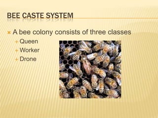 Bee caste systemA bee colony consists of three classesQueenWorkerDrone