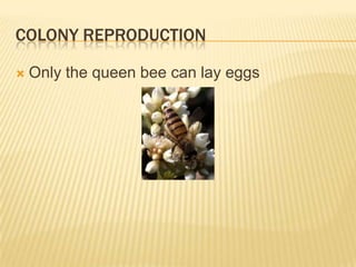 Colony reproductionOnly the queen bee can lay eggs