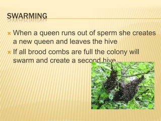 SwarmingWhen a queen runs out of sperm she creates a new queen and leaves the hiveIf all brood combs are full the colony will swarm and create a second hive