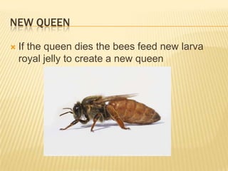 New queenIf the queen dies the bees feed new larva royal jelly to create a new queen