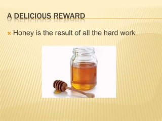 A delicious rewardHoney is the result of all the hard work