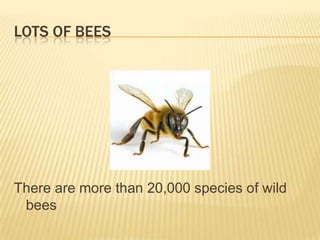 Lots of beesThere are more than 20,000 species of wild bees