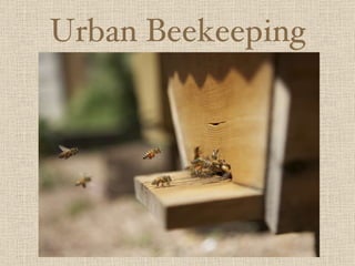 Urban Beekeeping 