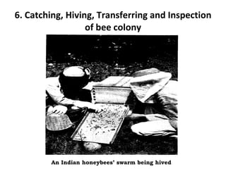 Bee keeping | PPT