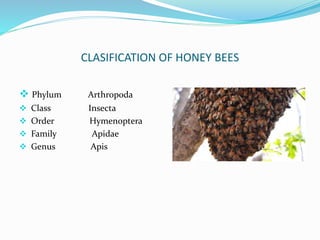 Bee keeping | PPT