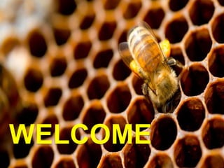 Bee Wax at Rs 450/kilogram, Sector 37 C, Sas Nagar