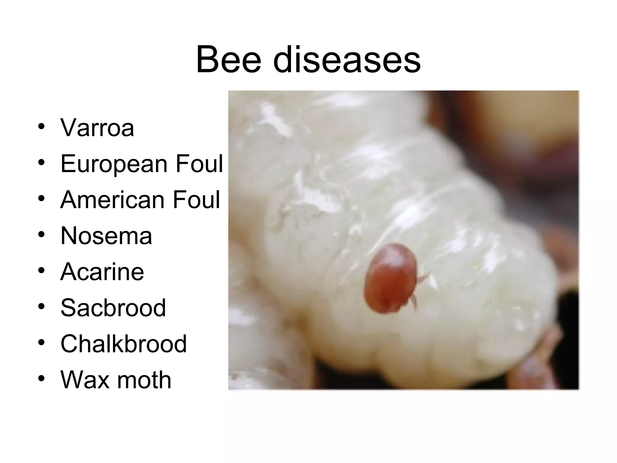 Introduction to beekeeping | PPT