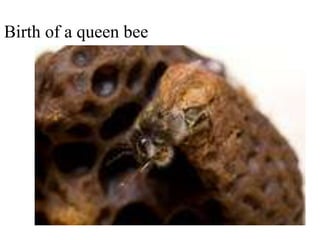 Birth of a queen bee
 