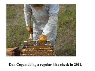 Dan Cogan doing a regular hive check in 2011.
 