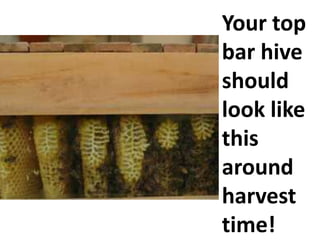 Your top
bar hive
should
look like
this
around
harvest
time!
 