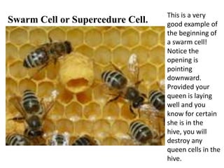 Swarm Cell or Supercedure Cell.
This is a very
good example of
the beginning of
a swarm cell!
Notice the
opening is
pointing
downward.
Provided your
queen is laying
well and you
know for certain
she is in the
hive, you will
destroy any
queen cells in the
hive.
 