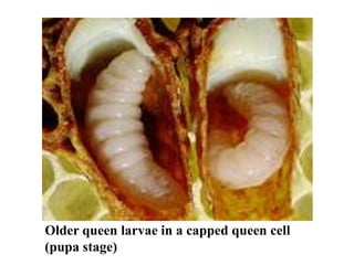 Older queen larvae in a capped queen cell
(pupa stage)
 