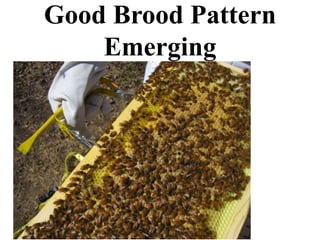 Good Brood Pattern
Emerging
 