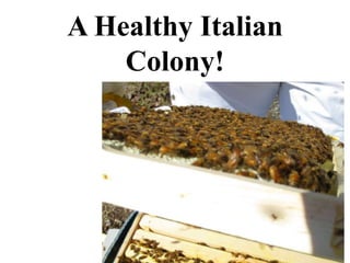 A Healthy Italian
Colony!
 