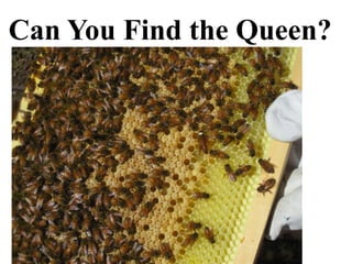 Can You Find the Queen?
 