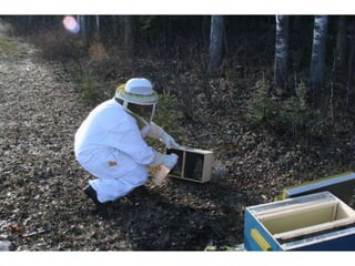 Beekeeping 201 (2)