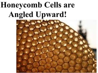 Honeycomb Cells are
Angled Upward!
 