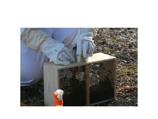 Beekeeping 201 (2)