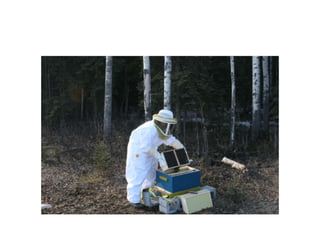 Beekeeping 201 (2)