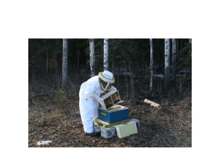 Beekeeping 201 (2)