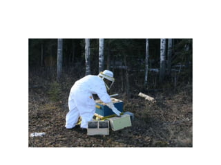 Beekeeping 201 (2)