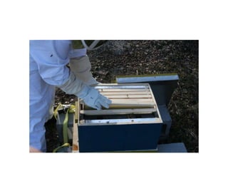 Beekeeping 201 (2)