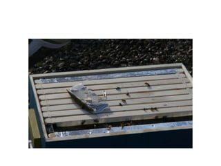 Beekeeping 201 (2)