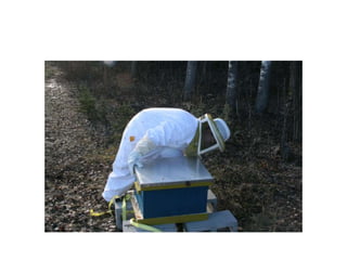 Beekeeping 201 (2)