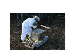 Beekeeping 201 (2)