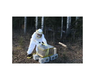 Beekeeping 201 (2)