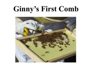 Ginny’s First Comb
 